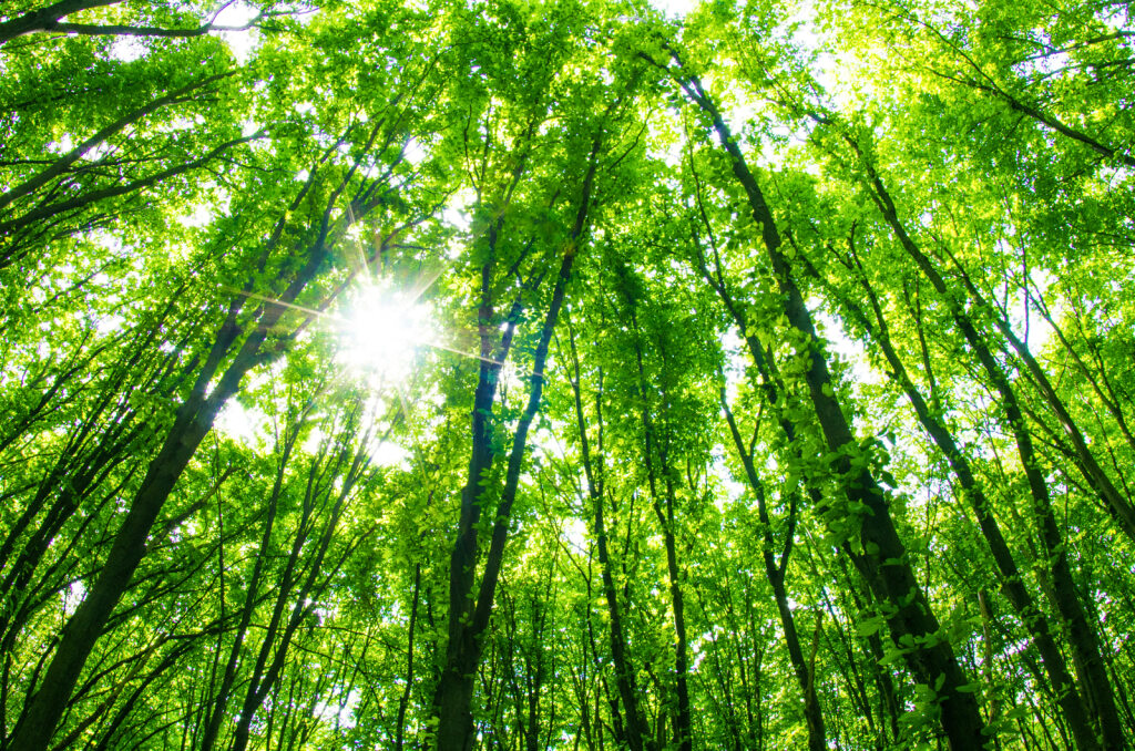 sustainability at paragon print